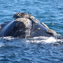 Another Whale head